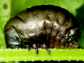 Timarcha tenebicosa larva